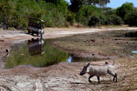From Victoria Falls is possible to visit the nearby Botswana. Specifically Chobe National Park.  A warthog crossing the road near the Chobe River. Warthogs often fall prey to predators such as Lion, Leopard and Hyena but they do not go down without a fight. I have personally observed Warthogs chasing off hyenas that had been stalking the Warthogs and on one particularly memorable occasion I viewed a Lioness chasing a Warthog across the floodplains of Chobe. After a dash of about 75 meters the warthog suddenly turned in midstride to face the lioness. She stopped meters from the Warthog, made a few gestures then moved off. The Warthog continued on its way. Warthog mating is the stuff of legends. When there is a female in season the dominant male will walk around making a clicking sound, of uncertain origin, and foam at the mouth. This foam apparently stimulates the male. Male Warthogs will stay mounted for up to an hour. Often a meal has been disrupted by the antics of Warthogs on the open Botswana floodplains in front of the lodges. 