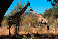 From Victoria Falls is possible to visit the nearby Botswana. Specifically Chobe National Park.  A pair of giraffes standing on the banks of the Chobe river in Botswana on a sunny summer day. he drive along the riverfront in Chobe National Park during the dry season is a spectacle to be seen. The first glimpse of the bright aqua blue Chobe River winding its way through sandy terrain is always breathtaking. Driving through the western entrance at Ngoma gate in the afternoon, the first view from atop the ridge is of wide floodplains often dotted with upwards of two to four thousand Burchell’s zebra. Adjacent to the bustling, small town of Kasane, using the more popular eastern Sedudu gate, through a deep valley to the river’s edge, in one long panoramic scene an immense diversity of wildlife can be seen, including impala, baboon, hippo, crocodile, buffalo, waterbuck, lechwe, puku, kudu, sable and warthog. Chobe is also an excellent venue for birding safaris with tracts of hundreds of mixed waterfowl and over 460 bird species recorded in the Park. However, Chobe is still considered the ‘elephant capital of Africa,’ notable for its immense elephant population that converges along the river, numbering hundreds to thousands on any given day. 