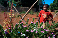 A girl in her garden in the Mukuni Village. The current Mukuni village lies just seven kilometres from Victoria Falls and is the permanent traditional headquarters of the Mukuni Leya people, with an approximate population of 8000. The Leya people of Chief Sekute live to the west of Livingstone towards Kazungula. Chief Mukuni chooses one of his female relatives to be the Priestess of the tribe - usually a sister or aunt. The Chief, along with his counsellors, arbitrates cases involving local politics and other problems. The Priestess, called Bedyango, is responsible for religious affairs, and receives reports of births and deaths. The Leya worship their dead ancestors, Chief Mukuni being their representative on earth. There are several ceremonies which are performed at the village at certain times of the year and in cases of disease or drought. It is said that the tribe brought with them a stone - Kechejo - from Kabwe. This stone was put at the site of the Mukuni village. 