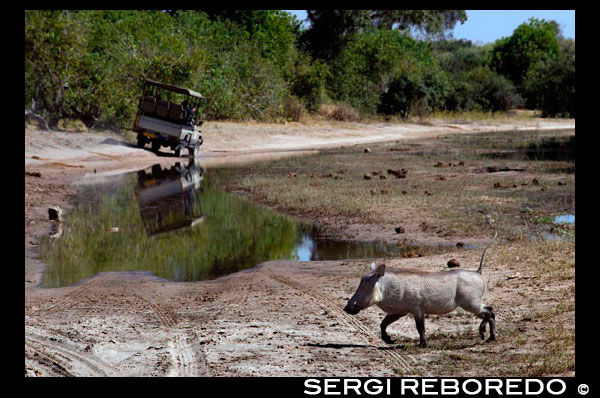 From Victoria Falls is possible to visit the nearby Botswana. Specifically Chobe National Park.  A warthog crossing the road near the Chobe River. Warthogs often fall prey to predators such as Lion, Leopard and Hyena but they do not go down without a fight. I have personally observed Warthogs chasing off hyenas that had been stalking the Warthogs and on one particularly memorable occasion I viewed a Lioness chasing a Warthog across the floodplains of Chobe. After a dash of about 75 meters the warthog suddenly turned in midstride to face the lioness. She stopped meters from the Warthog, made a few gestures then moved off. The Warthog continued on its way. Warthog mating is the stuff of legends. When there is a female in season the dominant male will walk around making a clicking sound, of uncertain origin, and foam at the mouth. This foam apparently stimulates the male. Male Warthogs will stay mounted for up to an hour. Often a meal has been disrupted by the antics of Warthogs on the open Botswana floodplains in front of the lodges. This can cause some hilarity with guests. The interaction of Hyenas with Warthogs in Botswana is very interesting. Personal observations do not indicate why a Hyena chooses a particular Warthog to chase. Often a number of Warthogs will pass by Hyenas and the Hyenas will barely take notice but all of a suddenly hey will chase a particular individual.