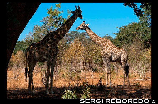 From Victoria Falls is possible to visit the nearby Botswana. Specifically Chobe National Park.  A pair of giraffes standing on the banks of the Chobe river in Botswana on a sunny summer day. he drive along the riverfront in Chobe National Park during the dry season is a spectacle to be seen. The first glimpse of the bright aqua blue Chobe River winding its way through sandy terrain is always breathtaking. Driving through the western entrance at Ngoma gate in the afternoon, the first view from atop the ridge is of wide floodplains often dotted with upwards of two to four thousand Burchell’s zebra. Adjacent to the bustling, small town of Kasane, using the more popular eastern Sedudu gate, through a deep valley to the river’s edge, in one long panoramic scene an immense diversity of wildlife can be seen, including impala, baboon, hippo, crocodile, buffalo, waterbuck, lechwe, puku, kudu, sable and warthog. Chobe is also an excellent venue for birding safaris with tracts of hundreds of mixed waterfowl and over 460 bird species recorded in the Park. However, Chobe is still considered the ‘elephant capital of Africa,’ notable for its immense elephant population that converges along the river, numbering hundreds to thousands on any given day. But, for anyone who has had the privilege of a recent game drive, most unexpected and amazing are the large numbers of giraffe! Morning drives are popular in hopes of sighting large predators, but can be comparatively quiet compared to the afternoon, as wildlife tend to travel towards the river when the temperatures rise and the sun heats up the landscape. Regardless of the time, often first sighted is a large head popping high above a woolly caper bush and then, another and another. Giraffe are to be seen in every direction. This surge in giraffe on the Chobe riverfront is even more surprising knowing that, unfortunately, within the last decade throughout the African continent giraffe numbers have dropped considerably. In 1999, the total number of giraffe in Africa was estimated to exceed 140,000, however current estimates have the population at less than 80,000, including all sub-species.