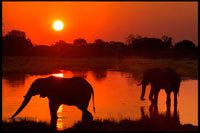BOTSWANA: SAFARI WITH ORIENT EXPRESS. Postal sunset with two elephants crossing a flooded area near the camp Khwai River Lodge by Orient Express in Botswana, within the Moremi Game Reserve Wild. Botswana, the elephant hunter paradise. Africa is the most coveted destination for hunters from all over the planet, and Botswana to the south of the continent, is one of the sweet tooth for lovers of the game. "Hunting in the Okavango and landscapes of the area of ??the marshes make this destination a favorite for safari hunters' web ensure Hunters Circle. The time allowed for the practice of hunting runs from April to September and April is just recommended to collect large elephants. Prices can range from 6,000 to 30,000 euros. Elephant Hunting in Botswana is effected 'footprint'. In broad terms, is up early and go through the points for which the elephant may have been looking for fresh tracks of adult males. According to experts in the field, prices for hunting in Botswana can range from 6,000 to 30,000 euros, depending on the features you'll enjoy intended in the African country and the goals you have. Of course, it is more expensive to hunt an elephant than a zebra. Elephant hunting is regulated in Botswana, and to practice just the amount of money disbursed applicable, a copy of your passport, a copy of the guide rifles and fill out a form.