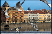 Czech Republic. Prague. Several seagulls fly around the Charles Bridge. The Charles Bridge (Czech Karl? V most) is the oldest bridge in Prague, Vltava river and through the Old Town to the Lesser Town. It is the second oldest existing bridge in the Czech Republic. Its construction started in 1357 with the approval of King Charles IV, and finished in the early fifteenth century. Since at the time was the only way to cross the river, the Charles Bridge became the most important communication channel between Old Town, Prague Castle and adjacent areas until 1841. The bridge was also an important link for trade between Eastern and Western Europe. Originally this communication channel was called Stone Bridge (Kamenný most) or the Prague Bridge (Pražský most), but it takes its current name since 1870. The bridge has a length of 516 meters and its width is about 10 meters, while resting on 16 arches. It is protected by three bridge towers between its two heads, two in Malá Strana and the remaining at the end located in the Old City. The tower located at the head of the Old Town is considered by many as one of the most impressive constructions of Gothic architecture in the world. The bridge is decorated by 30 statues on both sides of it, most of which are in Baroque style and were built around 1700. At night the Charles Bridge is a silent witness to the medieval times. But during the day, his face changes completely and becomes a very busy place. Artists and traders try to make money at the expense of the large flow of tourists daily visit the place.