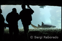 Aquarium with sharks and other predators. Atlantis Hotel. Paradise Island-Nassau.