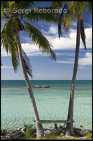 Palms by the Sea - Beach of Fernandez Bay - Cat Island.