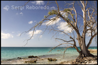 Tree by the Sea - Beach of Fernandez Bay - Cat Island.
