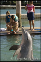 UNEX. Program "Meet the Dolphin" - Sanctuary Bay - Grand Bahama. Bahamas animals