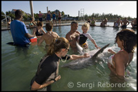 UNEX. Program "Meet the Dolphin" - Sanctuary Bay - Grand Bahama. Trainer of delfins Bahamas