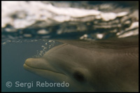 Program of "Swim with dolphins" - Sanctuary Bay - Grand Bahama.