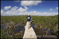 Path to mangroves - National Park Lucaya - Grand Bahama.