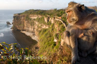 Monkeys in the cliffs alongside the temple Pura Ulu WATU Luhur. Bali.Indonesia.