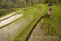 Rice field near the Temple Gunung Kawi, in the center of the island, near the town of Banglie. Ubud. Bali.