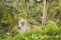 One of the best views of rice fields is obtained from a viewpoint located in Tegallalang, 12 km from Ubud. Bali.