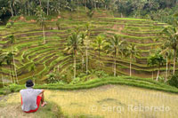 One of the best views of rice fields is obtained from a viewpoint located in Tegallalang, 12 km from Ubud. Bali. Indonesia.