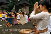 Several people pray and make offerings in the Book of the Sacred Monkey Forest during the Galungan. Galungan festival, the largest in Bali, symbolizes the victory of Drama (virtue) on Adharma (bad). During day-long celebrations Balinese parade through the whole island adorned with long bamboo sticks (Penjor) decorated with ears of corn, coconut, rice cakes and pastries as well as white or yellow cloth, fruits, flowers. This festival is celebrated every 210 days. Ubud. Bali.