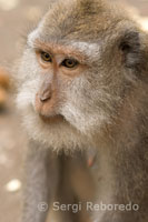 One of the many monkeys that live in the Holy Book of the Monkey Forest. Ubud. Bali.