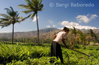 Farmland near the fishing village of Amed East Bali.