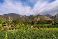 Farmland near the fishing village of Amed East Bali.