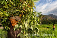 An old woman harvesting in a crop field near the fishing village of Amed East Bali.