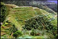 Rice Terraces. Banaue. Cordillera Central. Luzon. 
