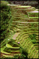 A complex irrigation system invented by the Ifugao. Rice Terraces. Banaue. Cordillera Central. Luzon. 