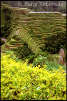 The vegetation adorns the rice terraces that cross the hills. Rice Terraces. Banaue. Cordillera Central. Luzon. 