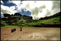 A farmer planting rice with his ox. Rice Terraces. Sagada. Cordillera Central. Luzon.