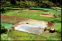Rice is one of the fundamental cooking Filipino food. Rice Terraces. Sagada. Cordillera Central. Luzon.