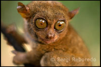 The Tarsier, the world's smallest primate. Bohol. 