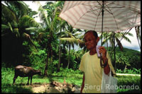 Elderly woman walking with an umbrella to protect from the sun next to a bull. Rural Road and Ox. Sikatuna. Bohol. The Visayas. 