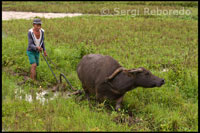 A farmer working the fields with the help of his ox near Carmen. Bohol.