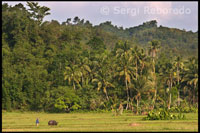 The rice fields dominate the flat in Bohol. A farmer working the fields with the help of his ox near Carmen. Bohol.