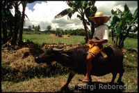 Peasants and ox to plow the land. Bohol. The Visayas.
