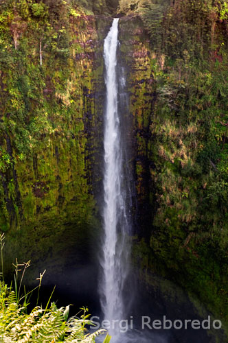 Akaka waterfall at Akaka Falls State Park. Big Island. My love of lava and volcanoes leads me to the Haleakala National Park, a massive shield volcano that starts at 5 km. under the sea and reaches the 3055 meters at the top. Although it spews lava for 200 years, is considered a fully active volcano. From its summit, called Puu Ulaula is possible several walking treks or horseback and 900 meters down into the bowels of the volcano ash filled paths. Although many tourists hurry it up with lost and see cinder cones formed by water and volcanic activity at sunset from the lookout Leleiwi, where thanks to its altitude, and if you're lucky, you can see reflected in a cloud when the sun is about to disappear.