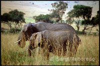 A pair of elephants walking across the plains. This typical African landscape served detelón background to films like "Out of Africa" or "Mogambo". It is a country of contrasts, where the traveler is transported to another bygone era.