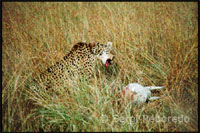 A cheetah hunting a gazelle just. The park abounds with elephants, buffaloes, zebras, giraffes, baboons, hippos, antelopes, gazelles, impalas, topi and wildebeest. It is more difficult to observe the rhinos, as there are few examples.