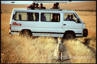 A typical open vans to observe wildlife live without any risk ceiling. Sometimes animals are close to incredible distances.
