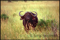 Thousands of buffalo and wildebeest Masai Mara newcomers to graze on the savannah, mientrasleopardos and lions lurk.