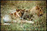 Two lionesses resting on the plains of the park. The attack usually lionesses males to defend their cubs.