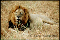 A lion roars and shows his sharp teeth.
