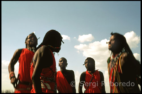 Both men and women wear colorful dilations ears to an inch in length at the bottom of the ear , and the diameter of a dime on the top, which tend to decorate with wood and colored beads. The Maasai craft is remarkable , especially in terms of textiles, wood carvings, hematite beads and ornaments . They usually wear a knotted fabric on the shoulders of bright colors , usually red with geometric designs on other pieces of clothing . Collect a large number of ritual dances and songs , which made ??against tourists in exchange for money and other economic benefits . Usually not be photographed unless they are granted a small fee as compensation. The physical characteristics of the Masai , mainly of Sudanese origin , favored them for military activities , as they are tall, strong and extremely agile people. The Maasai , well aware of having a beautiful , lavishly adorn your body with elegance and coquetry , using bold beaded necklaces , bracelets , earrings curiously correspond with the cut of the ear of an ox or a drawing with brand marking their livestock. The clan of blacksmiths provides women with brass rings are placed in rows on the arms . The Maasai are an estimated 883000 individuals in a village . They speak Maa , an Eastern Nilotic language. Most keep their traditional religion , although some have adopted some Christian form . They are nomadic herders who live in the open plains of southeastern Kenya ( east of Narok and Namanga ) and northeastern Tanzania. His life and culture revolve around their cattle, their wealth and move to wherever the conditions are best for their cattle . In the middle of S. XIX wielded significant power in the area. Were feared as they dominated the rest of the peoples of East Africa , they had the best pastures and practiced without resistance kidnapping and theft. But clashes with neighboring tribes and severe droughts this influence dwindled . With the British colonization of Africa in the early twentieth century began to pressure the people, that abandon their traditional way of life, but the Maasai showed their opposition. The British government bought huge tracts of its territory. Rinderpest , brought by the English, affected and killed livestock . Later Kenya and Tanzania tried to abandon herding and integrated into the culture of their respective countries as farmers. Today continue to ignore regulations, laws or official mandates to change their customs, prohibiting them to be warriors or require them to pay taxes.