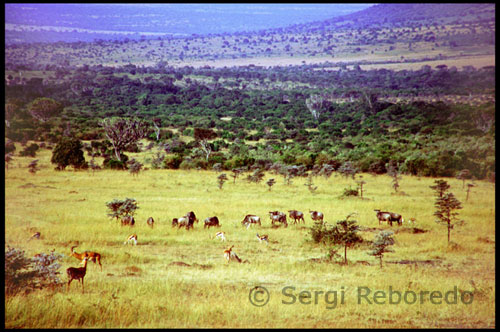 The Maasai political system is decentralized ; elders meetings and public discussions to decide on the broader issues are made. What prevailed and continues to prevail is the importance they place cattle. Some of their representatives have been seen in democratic meetings in the capital , Nairobi , wearing suit, and some of the young tend to play pool and watch TV in the nearby villages are not always well received due to cultural differences . Blacksmiths are the lowest in the Masai clan society, having a bad reputation . For example being a neighbor of a kraal of smiths attracts death, or the woman who lives with a blacksmith just losing my mind , and if you have children they will be invalid because of multiple circumstances. It is based on milk and blood of oxen sometimes mixed with animal urine . To remove the blood of bulls , swollen jugular artery of the animal by a club and then fire a dart or arrow Blank ( blunt tip has to not bleed and hurt the ox ) . Removed each time two liters of blood, then close the wound by a filling with soil and manure. Almost never eat meat and less if they have drunk milk. Just do it for public purposes in which the sacrifice of a bullock is performed. Occasionally eat vegetables, but never from land or cultivated trees . Consuming vegetables or fruit are seeds of wild plants. The diet of the warriors has a number of privileges forbidding drinking mead and chewing snuff . The physical characteristics of the Masai , mainly of Sudanese origin , disfavoured for military activities , as they are tall, strong and very agile people. They are aware that they have a beautiful and richly adorn your body with elegance and coquetry , using bold beaded necklaces , bracelets and earrings that match the cut of the ear of an ox or a drawing of brand that mark their cattle. Very conscious of their complicated and decorative hairstyle with long braids that give consistency to grease smearing and mud stained the color red hair . The warriors have long hair with a braid that falls to them ahead of the front and another on the back drop . They are slender and fine features . Dress fabrics with vibrant red and blue tones . Women usually adorned with multicolored hair ribbons and necklaces with large beads placed one after another. Sometimes arms and ankles with thick filaments of copper gird . Men and women tend to lengthen the earlobes , earrings hanging heavy ornaments and beads. They also tend to artistically decorate their bodies with a mixture of beef tallow and ocher , red crushed ore into fine powder.