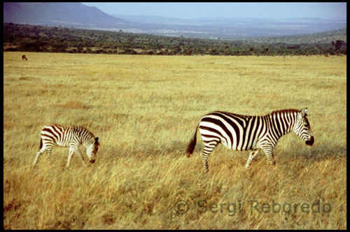 Zebras and Wildebeest in Masai Mara . They are as good partners, are needed. Probably also want to , not surprisingly share the most difficult moments of life, the presence of the other can be used to save his life above and is not disputed . Wildebeest and zebras are like husband and wife. Or more. Share home in middle of the African savannah, especially abundant in the grasslands of the Serengeti ecosystem . They spend much of the year together eating from the same plate , fresh grass, and even bathe together . And right there , in the bathroom, where the marriage bond is unprecedented is narrow. Zebras and wildebeest together represent 90 % of the animals that make up the Great Pack , which is as different groups of herbivores each year star in the Great Migration is known. These groups are primarily composed of wildebeest, zebra and an umpire in marriage : gazelles ( Thomson and Grant , basically) . In total nearly 3 million herbivores : 2 million wildebeest, 700,000 zebras and gazelles half a million are the authors of most pet- migration as regards mammals , between Serengeti and Masai Mara in Kenya and Tanzania respectively. Social classes in Maasai society are related to age, rather than the established social position . A first class of children is established between birth and the age of fifteen . At this stage children live a carefree childhood in which they learn to take care of livestock. The second class or stage ranging from fifteen years to turn thirty and are warriors . The third class corresponds to the period in which it ceases to be a warrior to death, and is the class of the elderly. The intervals between classes are set in cycles of 7 ½ years.