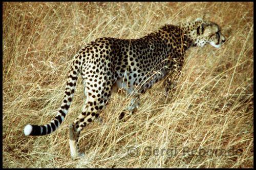 A cheetah is prepared for hunting. In this park, wildlife is beyond question. The lion is found in large herds and not difficult to find leopards and cheetahs. Awesome moment during a photo safari in Masai Mara National Reserve (Kenya), a cheetah appears and jumps to one of the jeeps goes to within a meter of one of the men who was in the vehicle. Before the action of the animal hikers were totally shocked and all they did was keep recording their phones and cameras. We are sure that most of us are left with open mouth to behold, so close, the beauty of these animals.