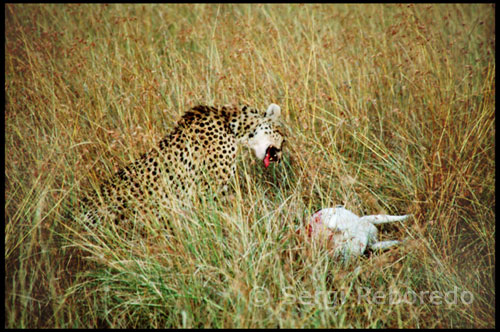 A cheetah hunting a gazelle just. The park abounds with elephants, buffaloes, zebras, giraffes, baboons, hippos, antelopes, gazelles, impalas, topi and wildebeest. It is more difficult to observe the rhinos, as there are few examples. The cheetah (Acinonyx jubatus), also called chita (from Sanskrit through the Arabic, like English 'cheetah'), is an atypical member of the family Felidae. It is the only member of the genus Acinonyx. Hunting with their look and their high speed. It is the fastest land animal, reaching a top speed between 95 and 115 km / h in sprints up to 400 to 500 meters.
