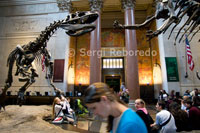 American Museum of Natural History. Central Park West to 79th Street. Tel 212-769-5100. (Mon-Sun 10am-5: 45pm / closed during Christmas and Thanksgiving / donation recommended including the Rose Center: adults $ 16US / $ 12 seniors and students / children 2-12 $ 9US). This is one of the largest natural history museums in the world, and one of the most recommended places in the city if you travel with children. It was founded in 1869 and contains over thirty million objects. The American Museum of Natural History (American Museum of Natural History in English) is a major New York collector. Located in the northwest of Manhattan (New York, USA), at 79th Street and Central Park West. The museum has a staff of over 1200 people and 100 sponsors field trips for collection of material every year. The museum was founded in 1869. Theodore Roosevelt (26th U.S. president) was the father of the museum and one of its founders. The first head of the museum was an old arsenal built in Central Park. In 1874, the ground was ready to build the present building, which occupies most of Manhattan Square. The original Gothic design (1874-1877) was designed by Calvert Vaux and Jacob Wrey Mould, who were collaborating with Frederick Law Olmsted in structures for Central Park. Famous names associated with the museum have been a geologist and paleontologist Henry Fairfield Osborn (chairman for many years), the hunter of dinosaurs in the Gobi Desert, Roy Chapman Andrews (one of the inspirations for Indiana Jones), George Gaylord Simpson, biologist Ernst Mayr, the pioneers of cultural anthropologists, Margaret Mead and Franz Boas and the ornithologist Robert Cushman Murphy. The millionaire J. P. Morgan was one of the benefactors of the museum.