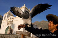 Erasmo exhibe con entusiasmo su aguilucho para los turistas en el pueblo de Maca en el Valle del Colca.
