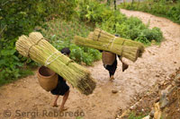 Unas mujeres transportan cañas de bambú en el camino de Sapa a las aldeas cercanas de Lao Chai y Ta Van.