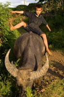 Un Niño jugando con un búfalo junto a los arrozales cercanos a la aldea de Lao Chai. Trekking de Sapa a Lao Chai.