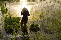 Una mujer cultiva unos campos cercanos a la ciudad de Hoi An.